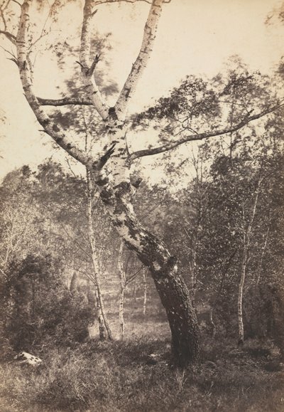 Studio di una Betulla, Barbizon da Constant Alexandre Famin