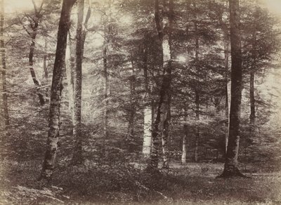 Senza titolo (La foresta di Fontainebleau) da Constant Alexandre Famin