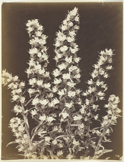 Senza titolo [pianta fiorita], c. 1870 da Constant Alexandre Famin