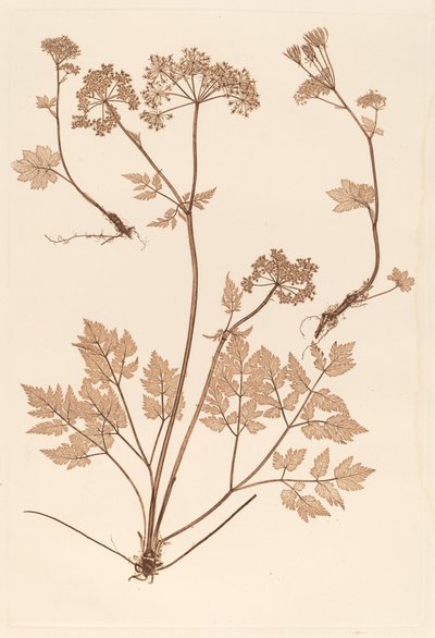 Chaerophyllum hirsistum da Constetin von Ettinghausen and Alois Pokorny