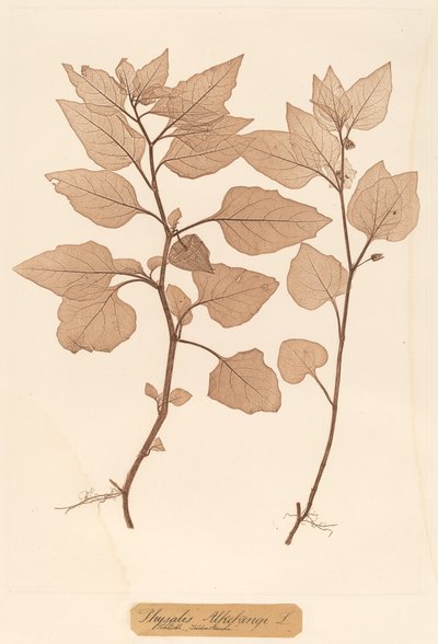 Physalis Alkekengi da Constetin von Ettinghausen and Alois Pokorny