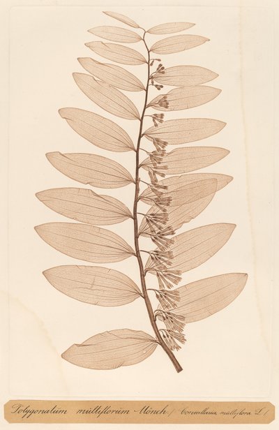 Polygonatum multiflorum Monch da Constetin von Ettinghausen and Alois Pokorny