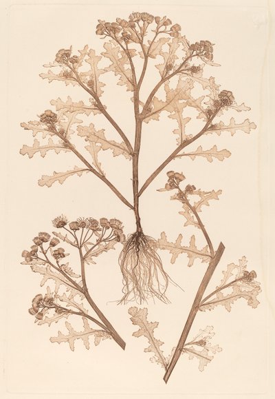 Senecio viscosus da Constetin von Ettinghausen and Alois Pokorny