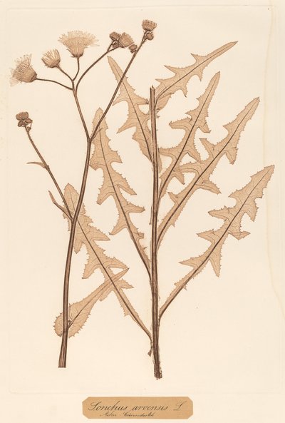Sonchus arvensis da Constetin von Ettinghausen and Alois Pokorny
