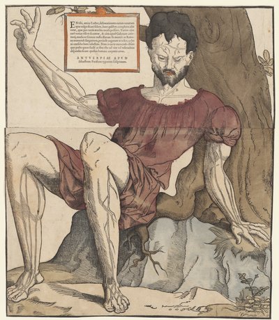 Le vene del corpo umano da Cornelis Anthonisz.