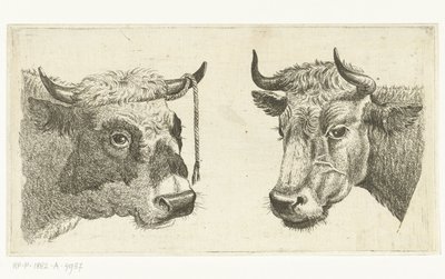 Testa di toro con corda alle corna e testa di mucca da Cornelis  Bisschop