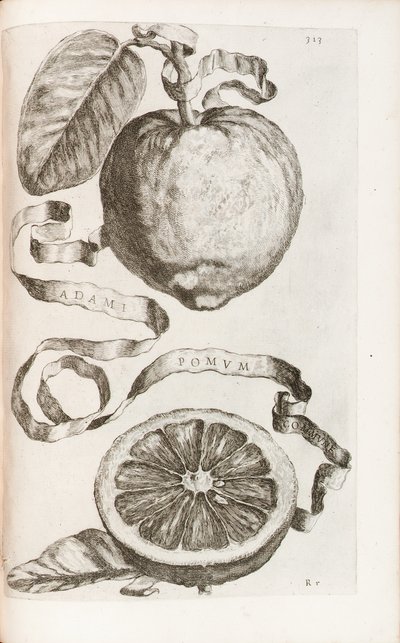 Mela di Adamo, tavola 313 da "Hesperides sive de Malorum Aureorum Cultura et Usu Libri Quatuor" di Giovanni Battista Ferrari da Cornelis Bloemaert