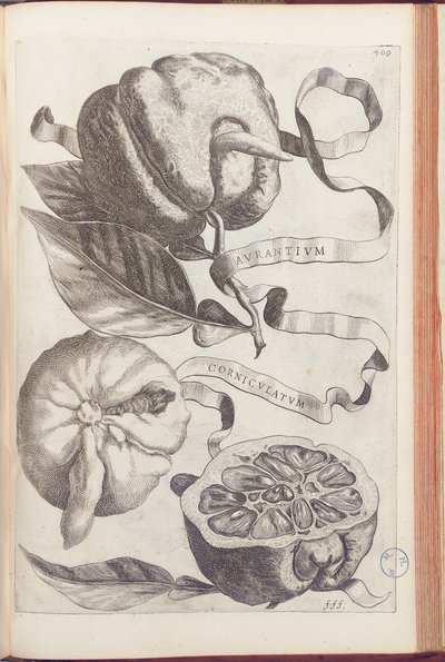 Arancia cornuta, tavola 409 da "Hesperides sive de Malorum Aureorum Cultura et Usu Libri Quatuor" di Giovanni Battista Ferrari da Cornelis Bloemaert