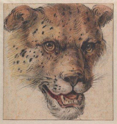 La testa di un leopardo da Cornelis Saftleven