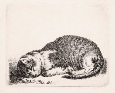 Gatto che dorme, c.1607-81 da Cornelis Saftleven