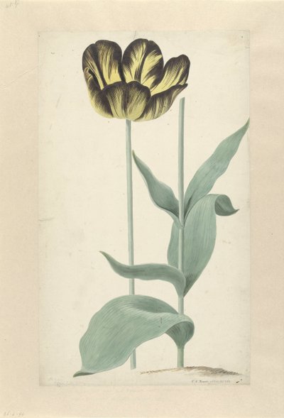 Il tulipano Bizard Catafalque da Cornelis van Noorde