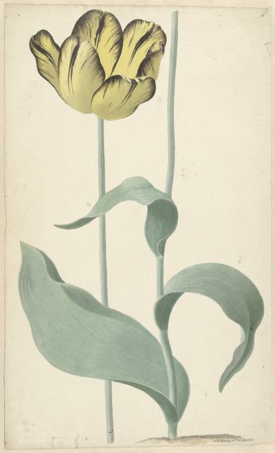 Il Tulipano Bizard Louis d