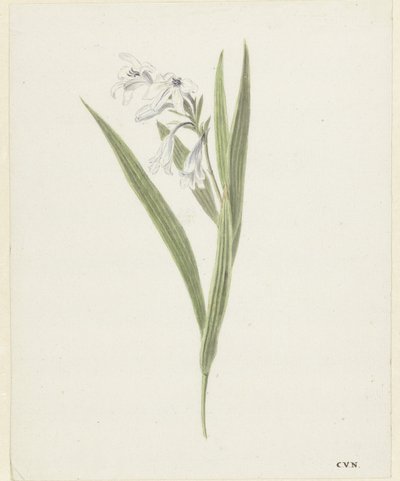Fresia da Cornelis van Noorde