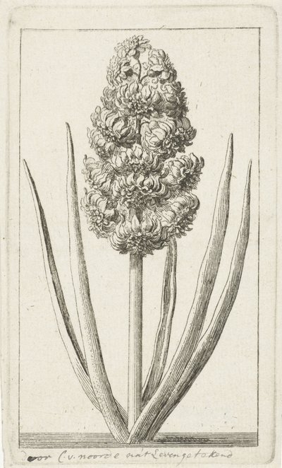 Giacinto da Cornelis van Noorde