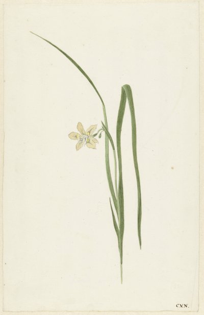 Iris da Cornelis van Noorde