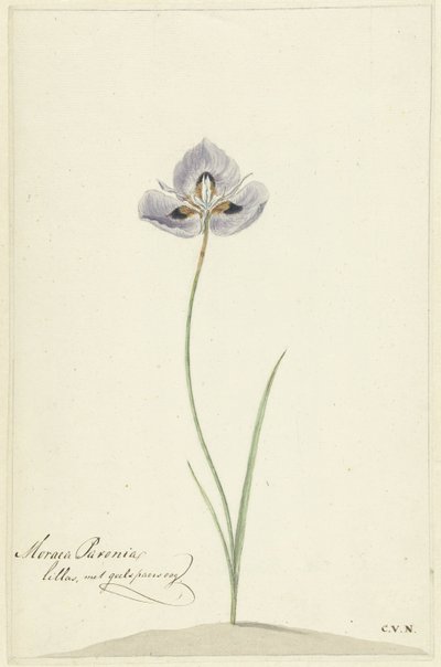 Iris da Cornelis van Noorde