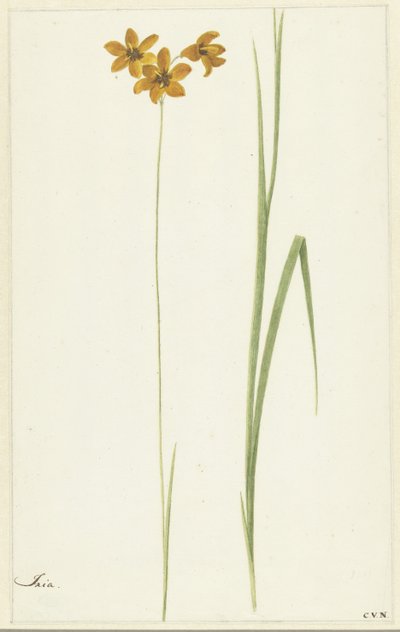 Ixia da Cornelis van Noorde