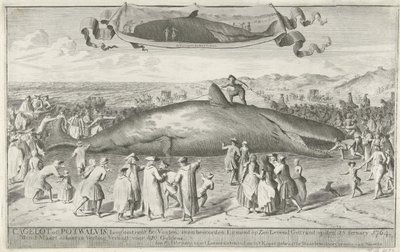 Capodoglio arenato a Egmond aan Zee, 1764 da Cornelis van Noorde