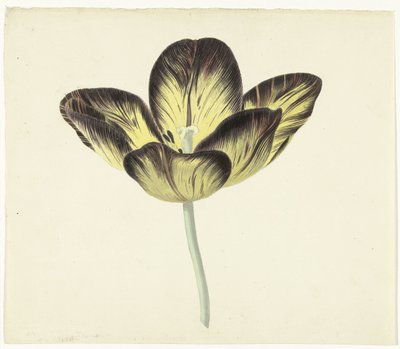 Tulipano chiamato Bizard Egiptienne da Cornelis van Noorde