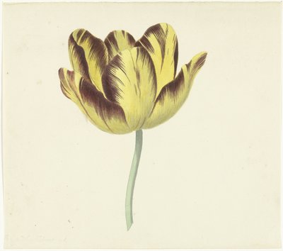 Tulipano chiamato Bizard Le Febure No. 1 da Cornelis van Noorde