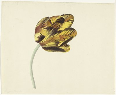Tulipano chiamato Bizard Phoenix da Cornelis van Noorde