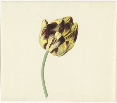 Tulipano chiamato Bizard Pontifex Romanus da Cornelis van Noorde