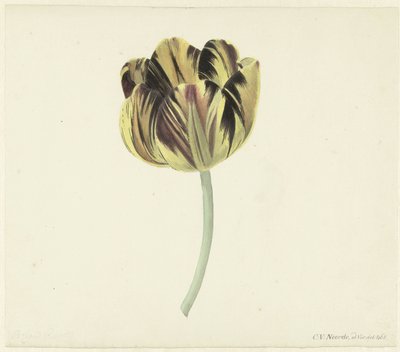 Tulipano chiamato Bizard Rosette da Cornelis van Noorde
