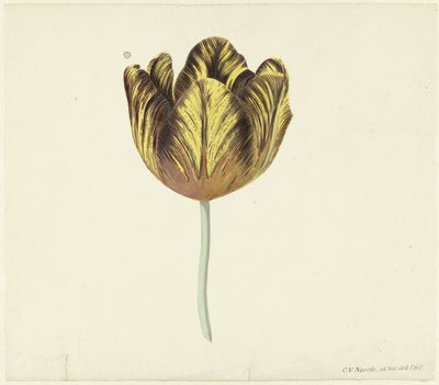Tulipano chiamato Bizard Sub. A da Cornelis van Noorde