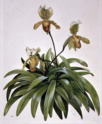 Orchidea Lady Slipper dal Nepal (Paphiopedilum insigne) da Cornelius B. Durham