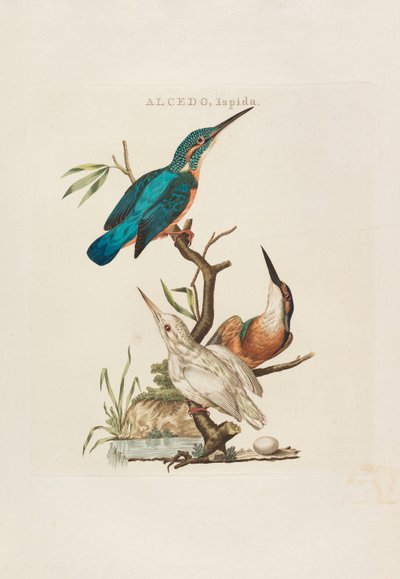 Nederlandsche vogelen: volgens hunne huishouding, aert, en eigenschappen, 1770-1829 da Cornelius Nozeman