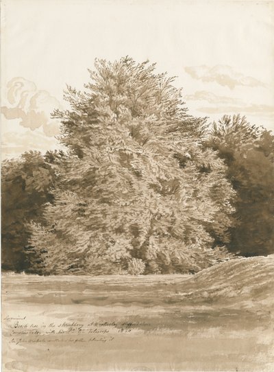 Wrottesley Hall - Il giardino da Cornelius Varley