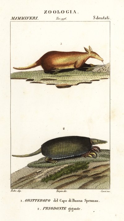 Oritteropo e armadillo gigante da Corsi Corsi