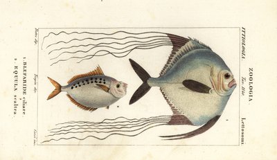 Pesce pompano africano, Alectis ciliaris, Blepharis ciliaris, Blefaride ciliare 1 e pesce pony, Poulain ruse, Leiognathus equulus 2 da Corsi Corsi