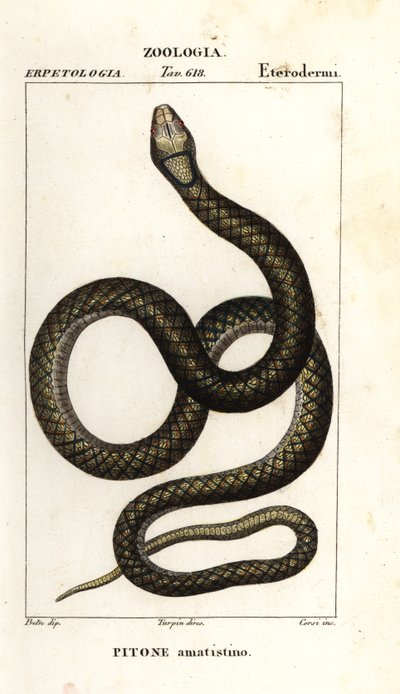 Pitone ametistino, Simalia amethistina da Corsi Corsi