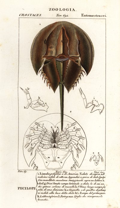 Granchio a ferro di cavallo atlantico, Limulus polyphemus da Corsi Corsi