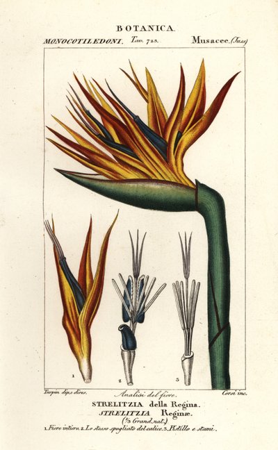 Fiore dell