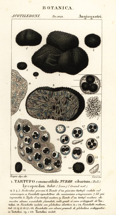 Tartufo nero, Tuber melanosporum da Corsi Corsi