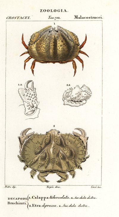 Granchio scatola e granchio Aethra da Corsi Corsi