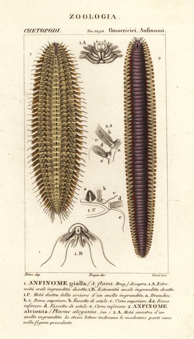 Vermi setolosi o topi di mare da Corsi Corsi