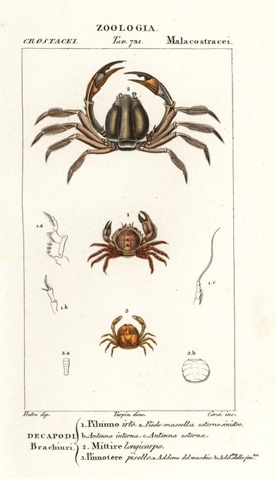 Granchio ispido, Pilumnus hirtellus 1, granchio soldato azzurro chiaro, Mictyris longicarpus 2, granchio pisello, Pinnotheres pisum 3 da Corsi Corsi