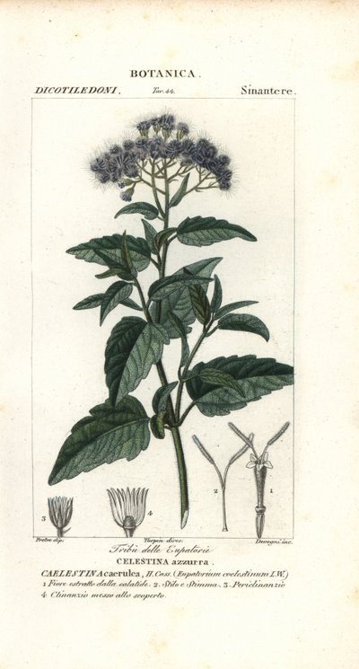 Agerato, Ageratum corymbosum da Corsi Corsi