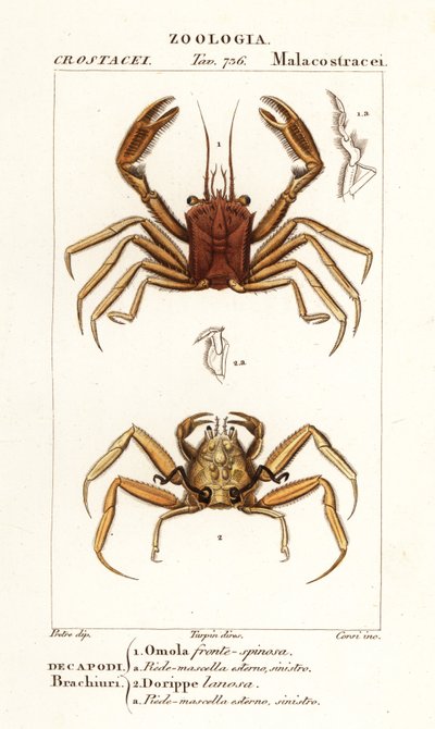 Granchio portatore e granchio dorripide da Corsi Corsi