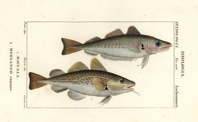 Merluzzo, Gadus morhua, Baccalà 1 e merlano, Merlangius merlangus, Merlango comune 2 da Corsi Corsi