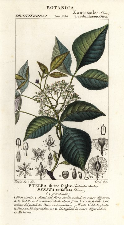 Ptelea trifoliata, Ptelea di tre foglie da Corsi Corsi