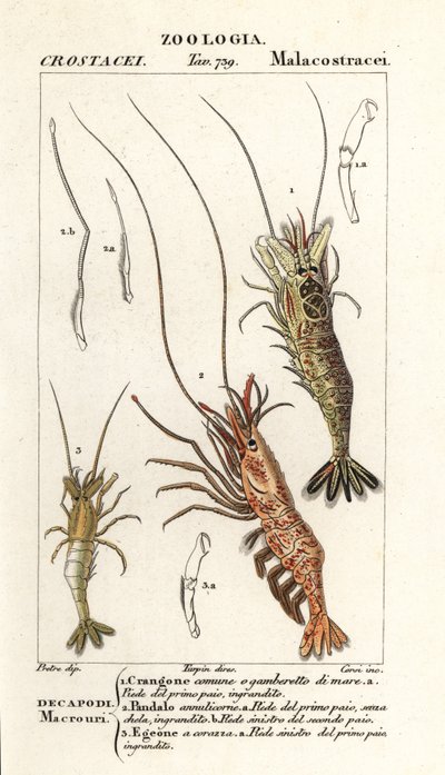 Gambero comune, Crangon crangon 1, gambero rosa, Pandalus montagui 2, e Aegaeon cataphractus 3 da Corsi Corsi