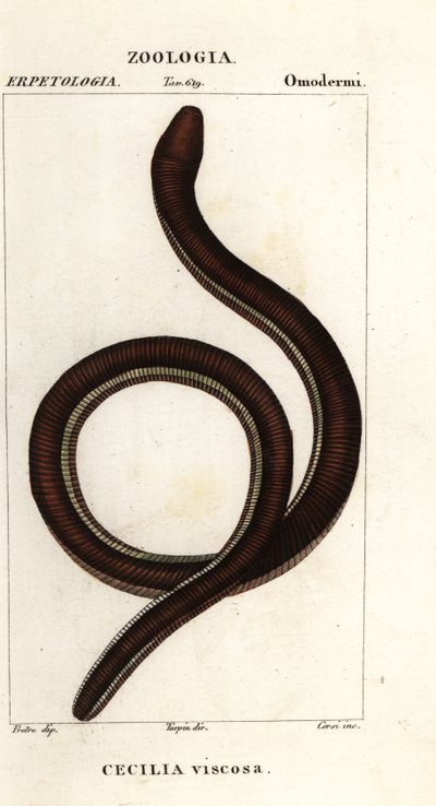Cecilia comune a bande gialle, Ichthyophis glutinosus da Corsi Corsi