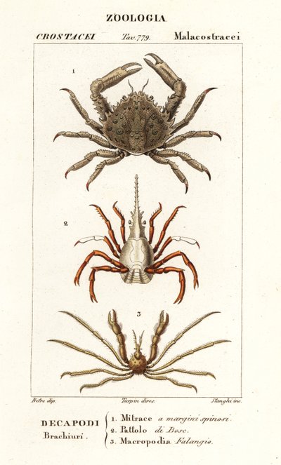 Granchio corallino, granchio freccia e granchio ragno di Leach da Corsi Corsi