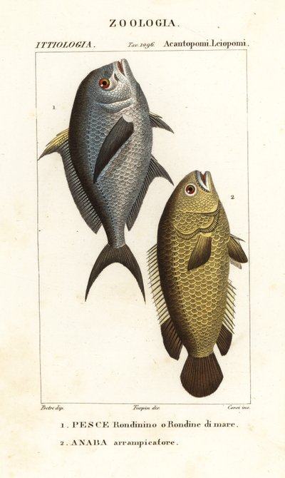 Pesce damigella, Chromis chromis, e pesce arrampicatore, Anabas testudineus da Corsi Corsi