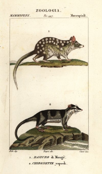 Quoll orientale e opossum acquatico da Corsi Corsi