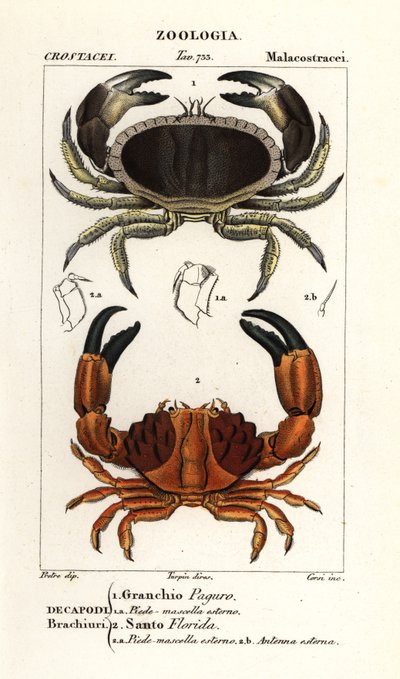 Granchio commestibile e granchio solcato da Corsi Corsi
